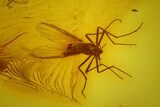 Detailed Fossil Fly (Chironomidae) In Baltic Amber #170071-2